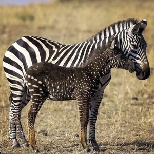 Meet your Posher, Ella